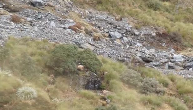 Camuflaj aproape imposibil de observat: Tu câte animale vezi în această imagine?