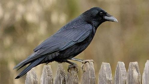 Primarul Timişoarei: Nu pot alunga ciorile din centrul oraşului, sunt inteligente şi punctuale