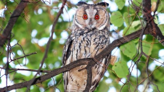 FENOMEN UNIC, la Satu Mare: e un SPECTACOL ULUITOR -"Au invadat oraşul"