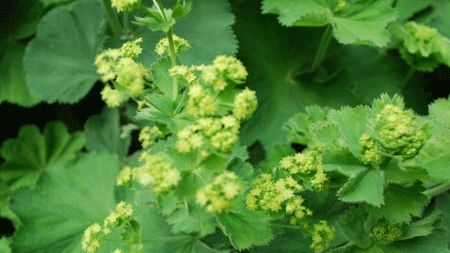 FRESH-REFRESH. Crețișoara, floarea minune a femeilor