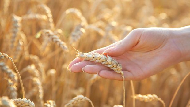 Dieta care exclude complet GRÂUL 