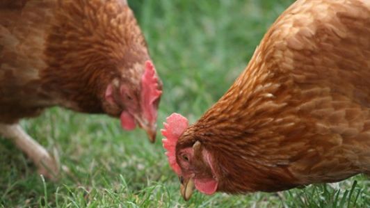 Dobriţoiu: Prin aruncarea găinilor moarte în curtea ACL, Ponta face un gest precreştin, ocult