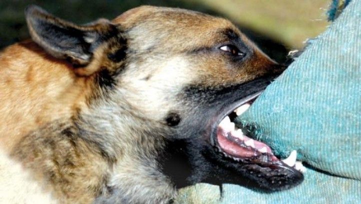 Bărbat la spital după ce a fost ATACAT DE CÂINI în Parcul Central din Târgu Jiu