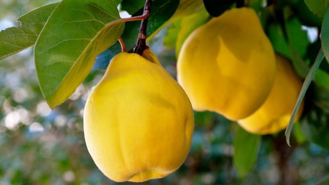 Beneficiile gutuilor pentru sănătate. Ce vitamine conţin