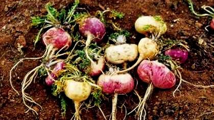 FRESH REFRESH. Pudra de maca, excepţională pentru sănătate