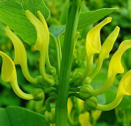 Planta anticancer din România pe care foarte puțini o recunosc în natură