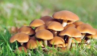 Ai grijă la părţile toxice ale alimentelor