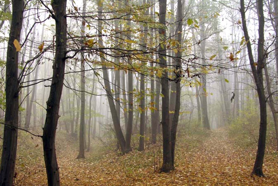 Fost prefect de Buzău, urmărit penal pentru retrocedarea ilegală a peste 5.000 de hectare de pădure