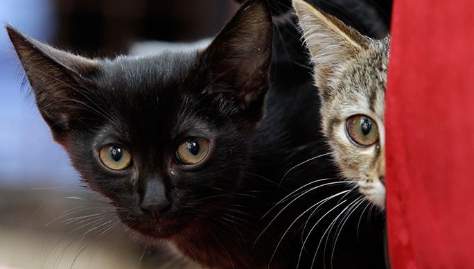 Parlamentarii elveţieni somaţi să scoată FRIPTURA DE PISICĂ din meniul de Crăciun