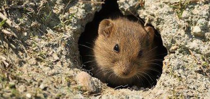 INVAZIA şoarecilor în producţia de grâu: "A fost ceva fantastic, nişte atacuri cum n-am mai văzut"