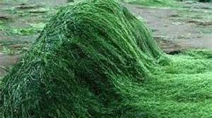 Minunile pe care le face spirulina pentru sanatate