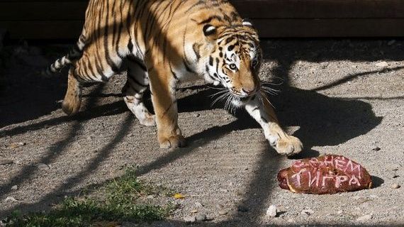 TIGRII lui PUTIN au făcut măcel în China