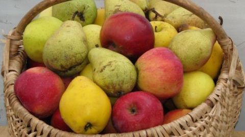 FRESH REFRESH. Trei PIESE de REZISTENŢĂ de IARNĂ - merele, perele şi gutuile