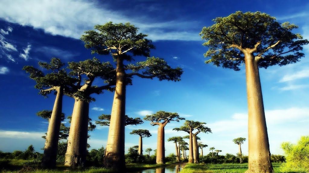 FRESH REFRESH. Copacul VIEŢII. La ce e bună PUDRA de BAOBAB