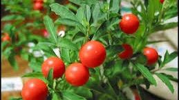 FRESH REFRESH. Pudra ashwagandha - minunile ginseng-ului indian