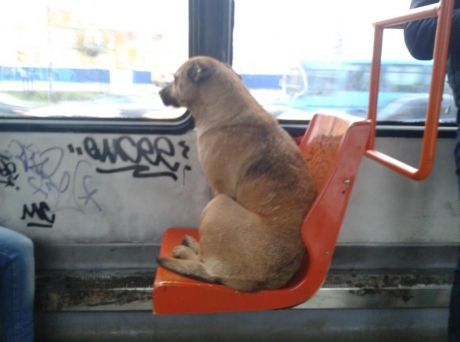 BANCUL ZILEI. Badea Gheorghe, în tramvai