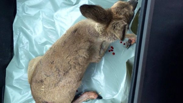 Un tânăr a încercat să salveze o caprioară sfâșiată de câini