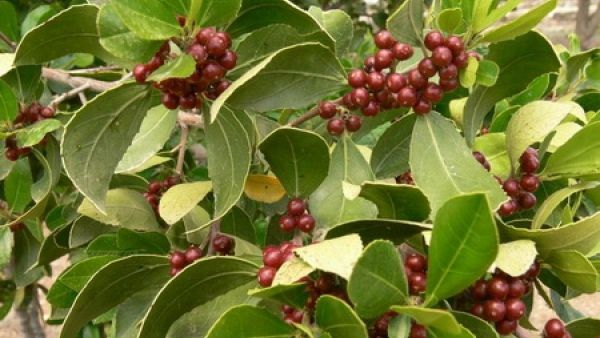 FRESH REFRESH: DAFINUL, condimentul nobil, are beneficii uluitoare pentru sănătate