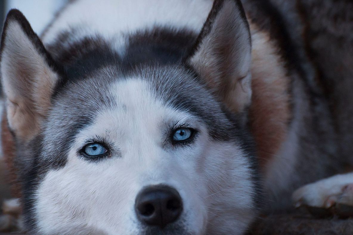 Un husky dintr-o clinică veterinară a uimit pe toată lumea! Ce a făcut după ce a scăpat din cușcă