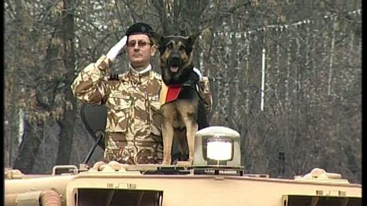 Câinele MAX schimbă LEGEA