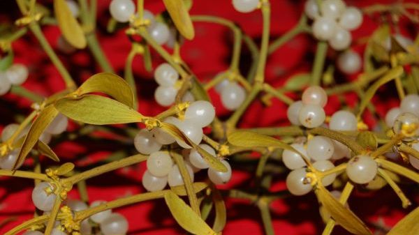 10 lucruri pe care SIGUR nu le ştiai despre VÂSC