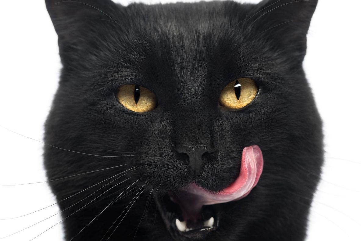 Vampiri energetici: Care sunt trăsăturile unui animal–vampir?