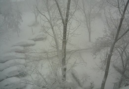 Copac URIAȘ, CĂZUT într-o parcare plină de mașini