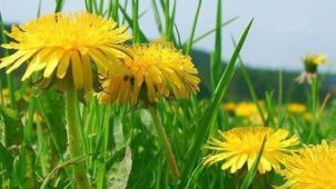 Plante care calmează alergiile