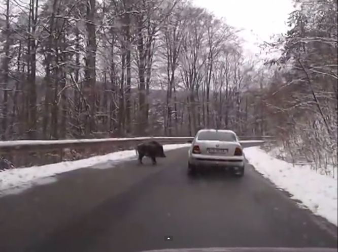 HAOS pe străzile din România: un mort şi un rănit într-un accident pe DN 2, din cauza unui PORC