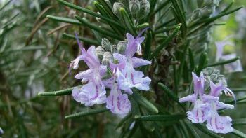 Ştiai că florile se mănâncă? Surprinde-ţi familia şi invitaţii cu reţete inedite