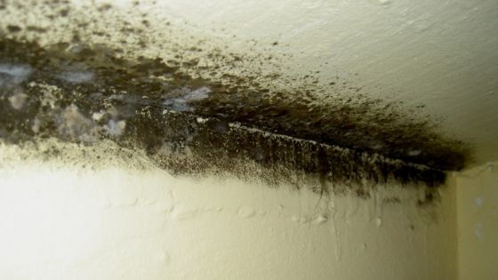 Cum înlăturaţi mucegaiul de pe pereţi. Reţeta bunicii