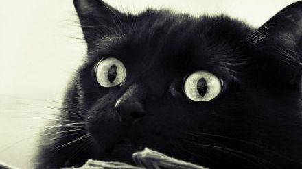Ce nu ştiai despre pisica neagră