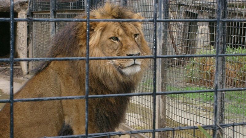 Copil RĂNIT de o leoaică la ZOO. POLIȚIA A DESCHIS o anchetă