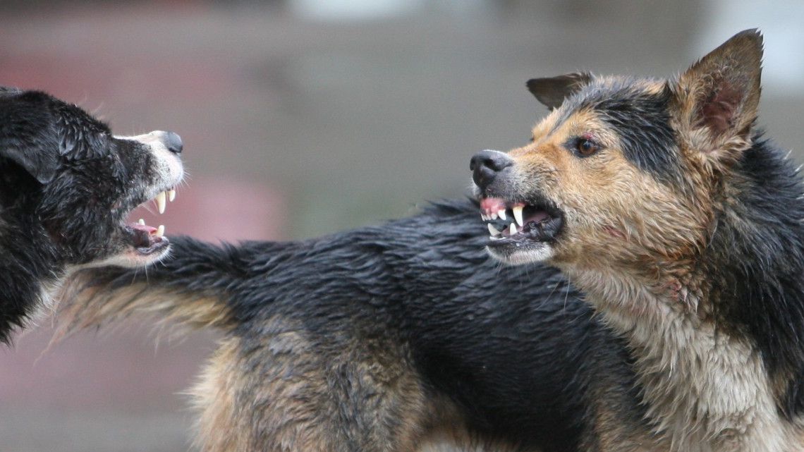 Povestea lui Iosif, copilul de 2 ani, muşcat de un maidanez. "Câinele nu voia să-i dea drumul"