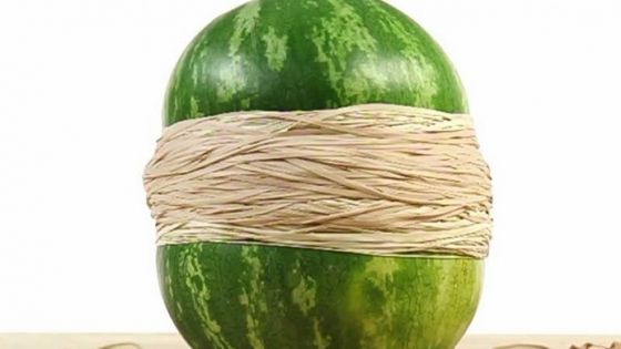 A ÎNFĂŞURAT un PEPENE cu elastice de cauciuc: Ce s-a întâmplat după este de necrezut