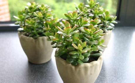 8 motive pentru care ar trebui sa-ți iei plante de apartament