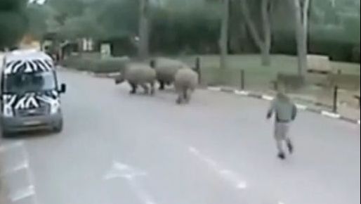 Rinoceri, scăpați de la zoo. O evadare bine pusă la punct. Râzi cu lacrimi 