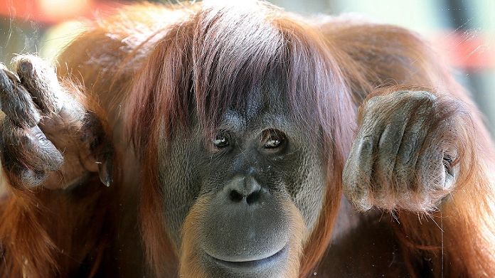 Un tribunal din Argentina eliberează un urangutan pe motiv că e PERSOANĂ