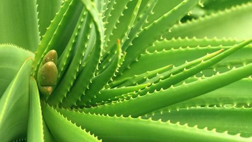 8 plante care purifică aerul din casă