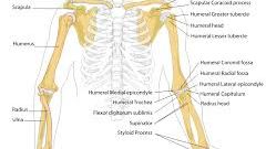 Femeile care pun oasele la loc