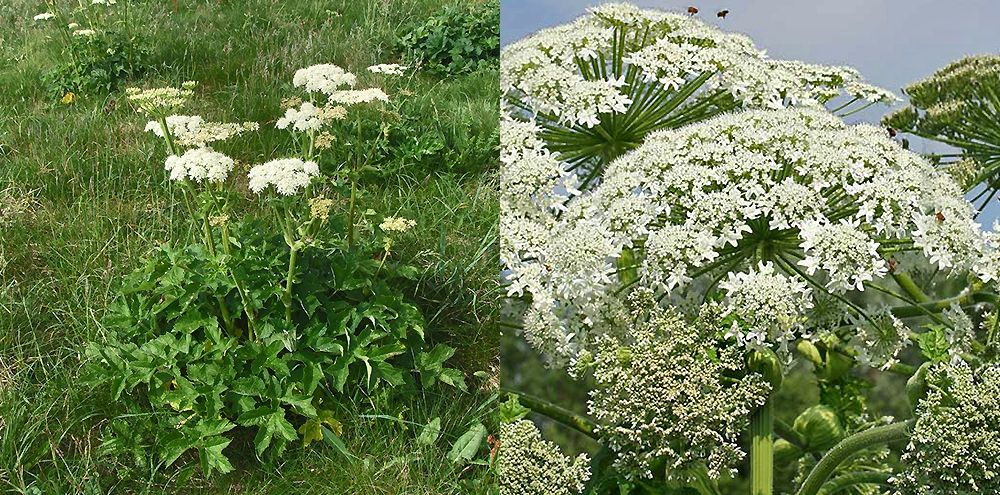 "Ginsengul-românesc", planta considerată un remediu pentru cele mai grave boli ale secolului