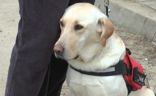 De ce este bine să iubeşti un animal de companie