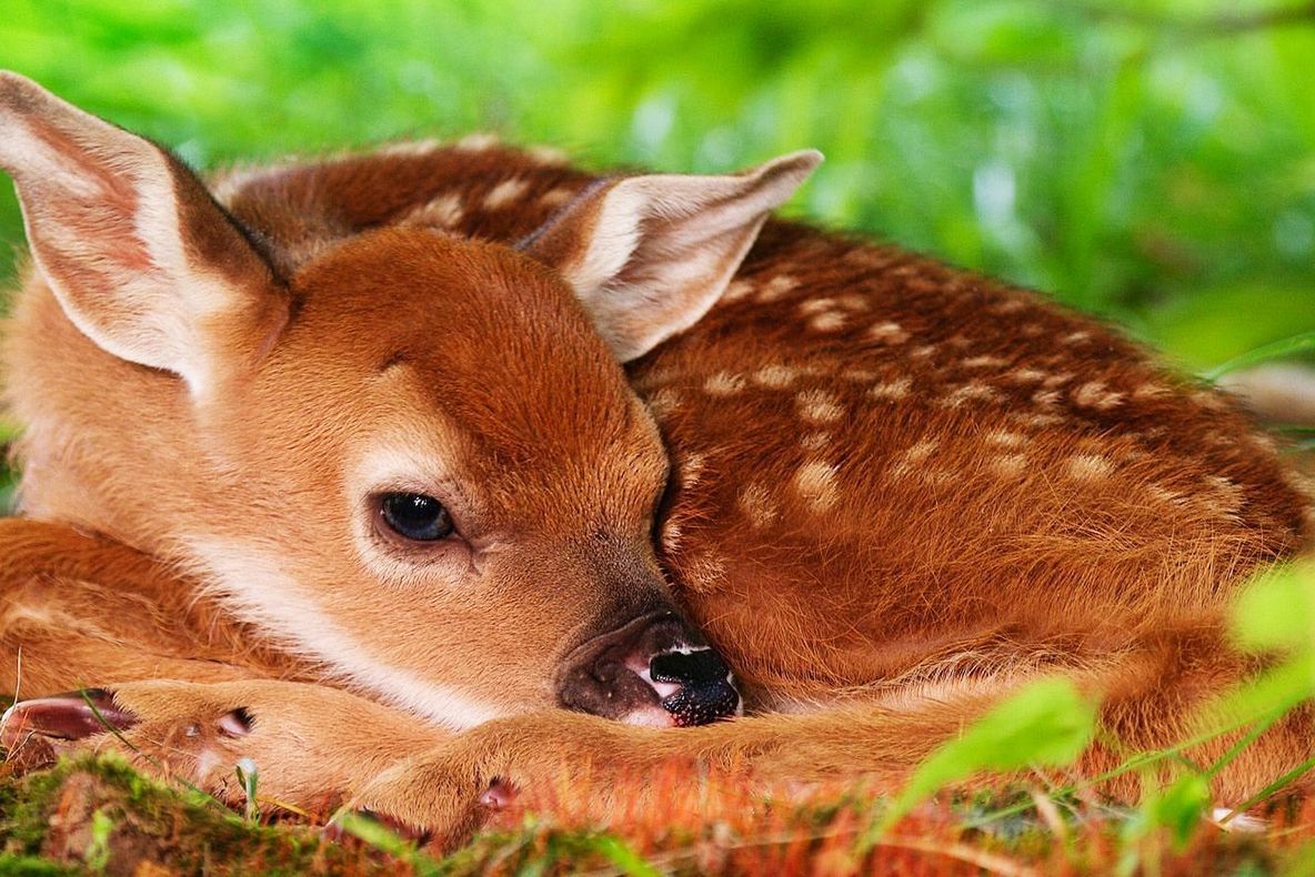 Salvați-o pe Bambi! Aventura lui Andrei în țara căprioarelor