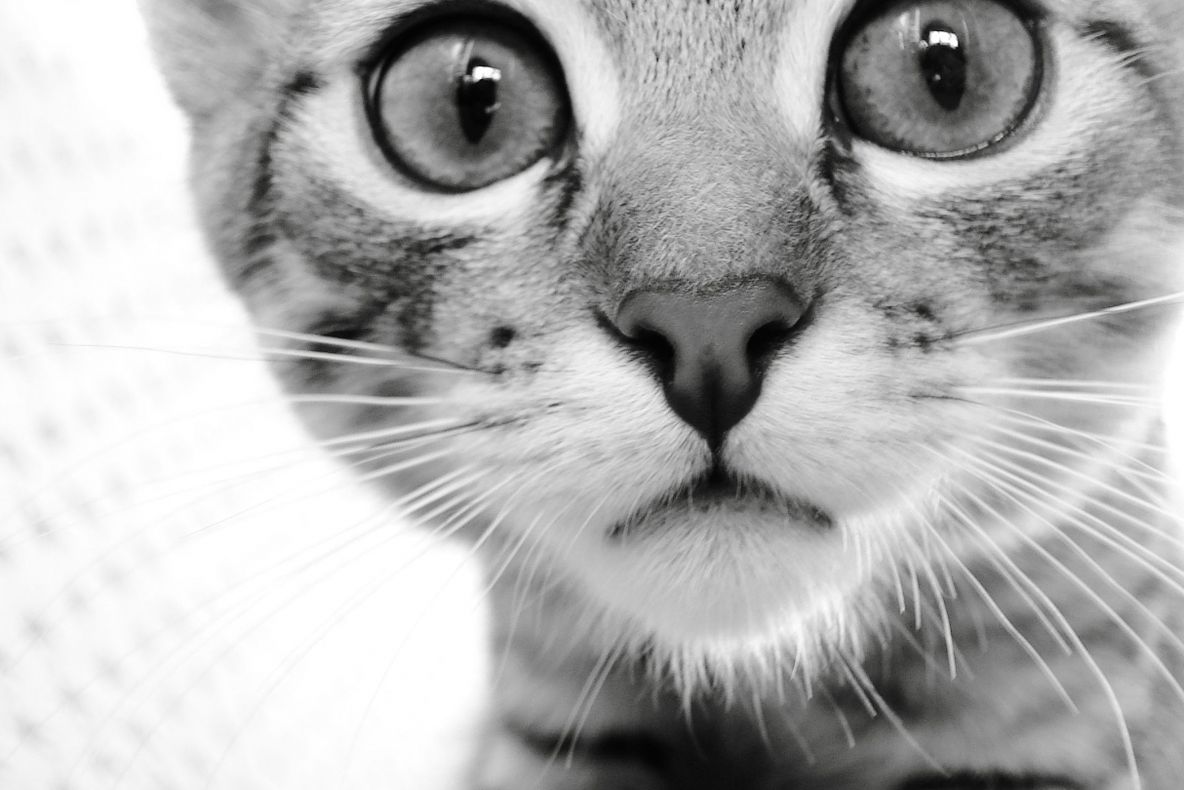 Cum pot prezice animalele cutremurele