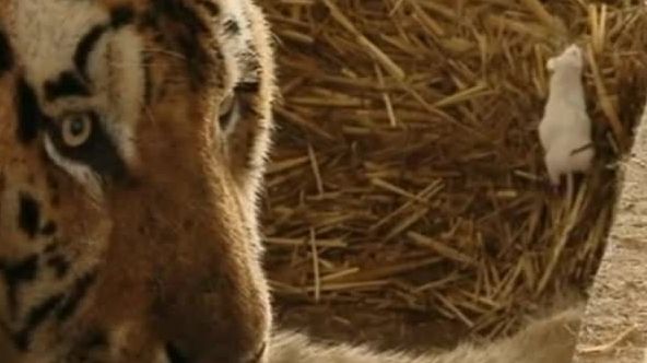 Tigrul Sandokan, de la Zoo Galaţi, a fost scos din depresie de mai mulţi şoricei 