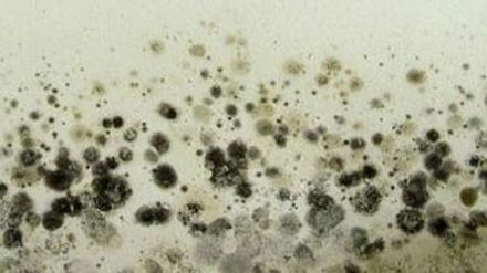 4 soluţii naturale care te scapă de mucegaiul din casă