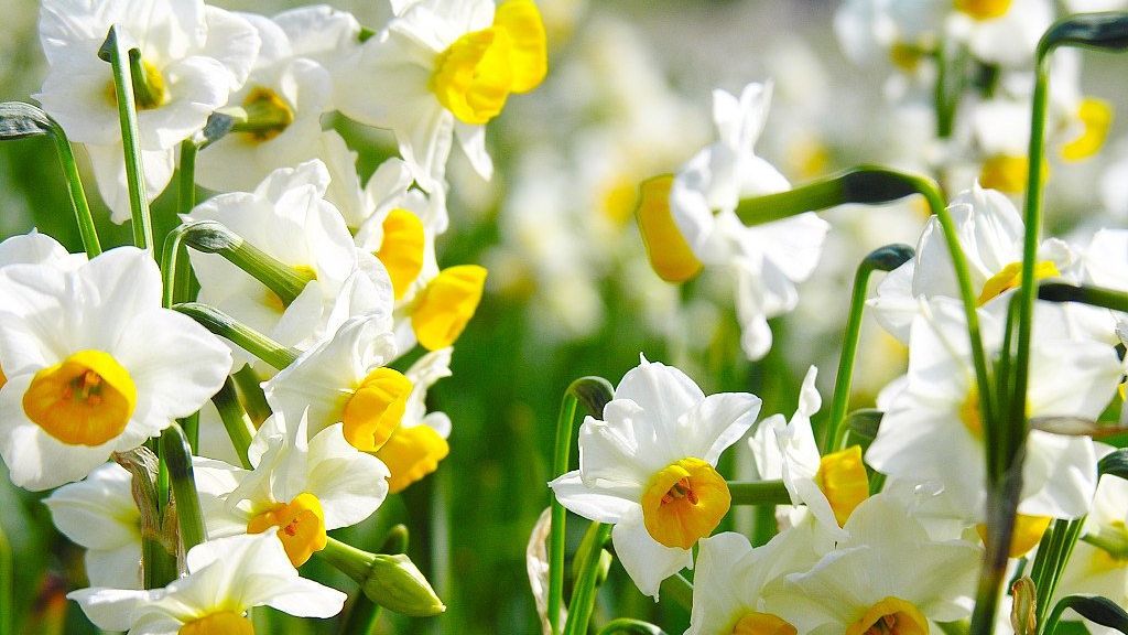 8 Martie. Ziua Internațională a Femeii. Cum a apărut această sărbătoare