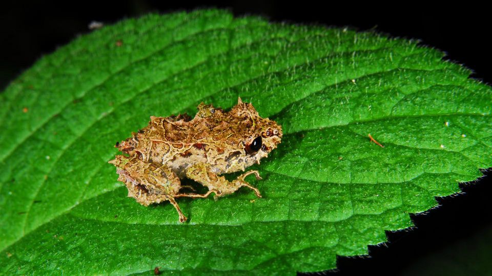 E mică și drăguță, dar vei fi șocat când vei afla ce poate face broasca aceasta!