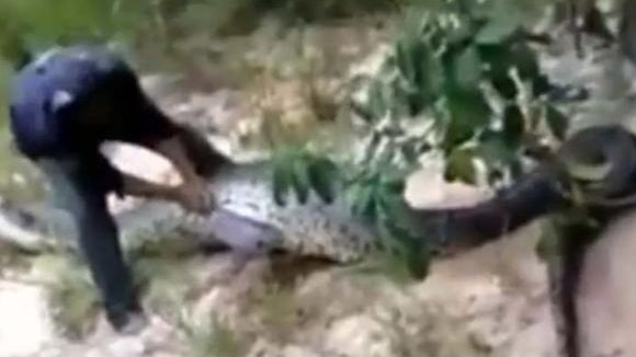 Ce au găsit oamenii în burta unui şarpe de mari dimensiuni