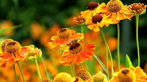 Tratamente naturiste pentru negi